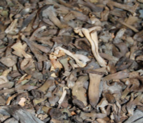 la forestière du champignon Trompette Craterellus Cornucopioides
